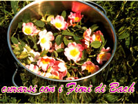Fiori di Bach