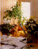 fiori interni