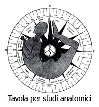 Tavola per studi anatomici